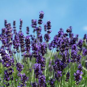 Lavendel Anwendung