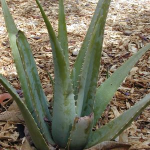 Aloe vera